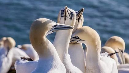 开云直播平台-四川单赛季双杀北京 他们或以黑马身份杀入季后赛